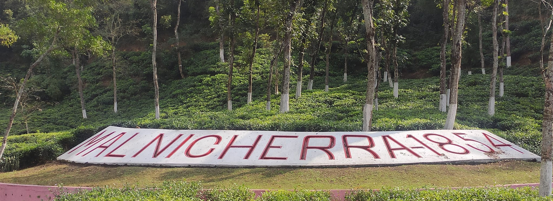 Malnicherra Tea Estate