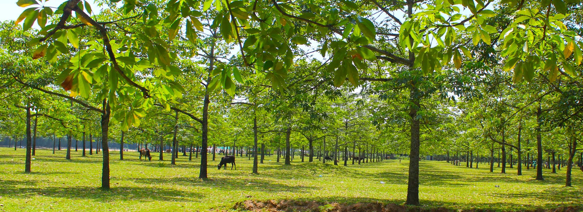 Shimul Bagan